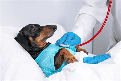 Dachshund Health Issues