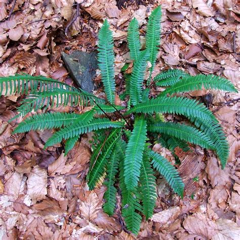 5 Ways Deer Ferns Thrive