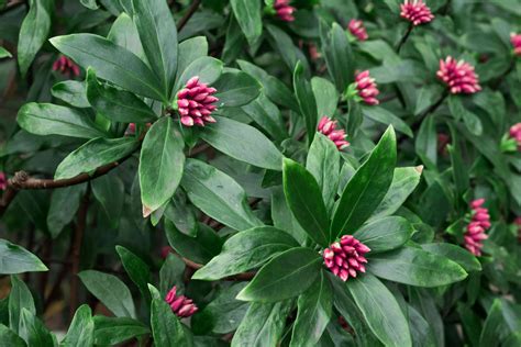 Deer Resistant Garden Plants
