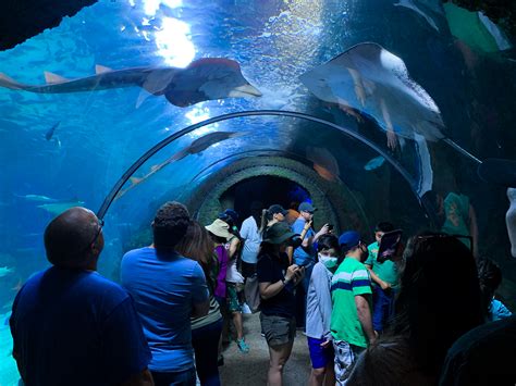 Denver Aquarium Tickets