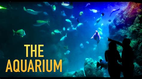 Denver Aquarium Youtube Denver Aquarium Youtube