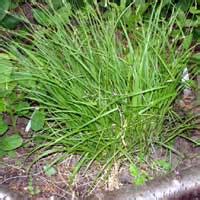 Dewey S Sedge Carex Deweyana Native Plant Guide Dewey S Sedge Carex Deweyana Native Plant Guide