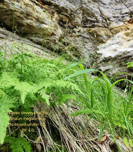 Dewey Sedge Carex Deweyana Designs By Nature Up Dewey Sedge Carex Deweyana Designs By Nature Up