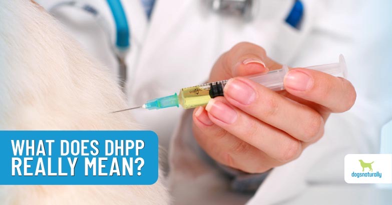 Dhpp Vaccine Dogs