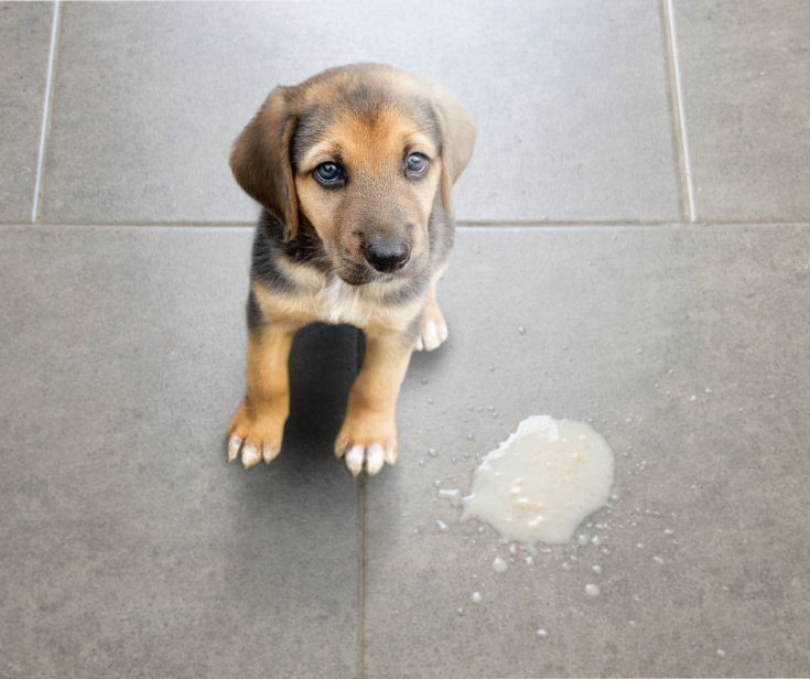 Dhpp Vaccine The 5 In 1 All Dogs Need I Love Veterinary Blog For Dhpp Vaccine The 5 In 1 All Dogs Need I Love Veterinary Blog For