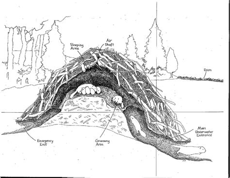 Diagram Inside A Beaver Lodge Diagram Mydiagram Online Diagram Inside A Beaver Lodge Diagram Mydiagram Online