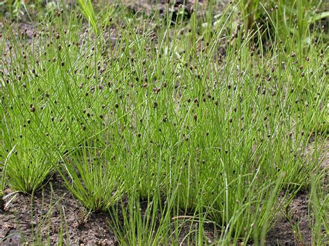 Digital Flora Of Newfoundland And Labrador Cyperaceae Sedge Family Digital Flora Of Newfoundland And Labrador Cyperaceae Sedge Family