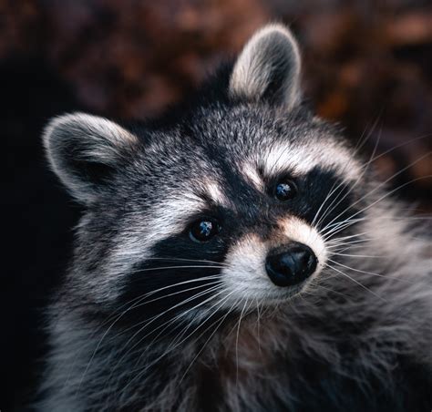 Diseases Raccoons Can Give To Humans Uniquely Morbid Diseases Raccoons Can Give To Humans Uniquely Morbid