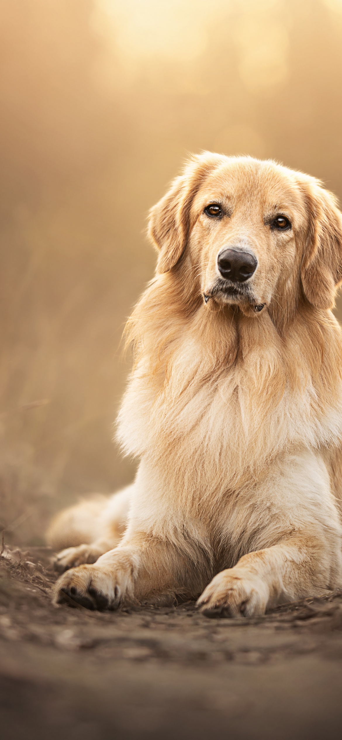 Dog Dating App Updog Dates Helps You Find The Loves Of Your Life Dog Dating App Updog Dates Helps You Find The Loves Of Your Life