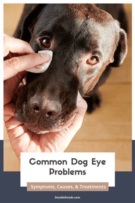 Dog Eye Health Issues