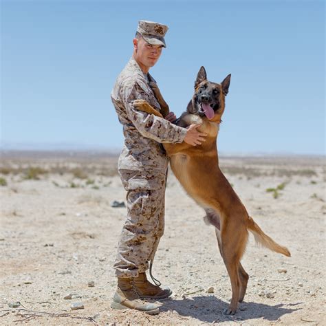 Dog Of The Military
