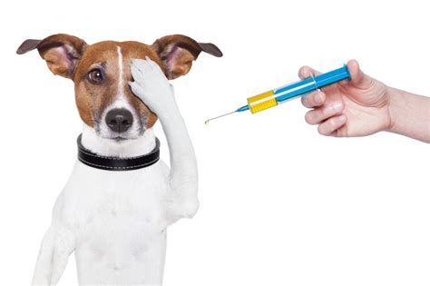 Dog Owner S Guide To Dhlpp Dhpp Vaccination Distemper Vaccine Dog Owner S Guide To Dhlpp Dhpp Vaccination Distemper Vaccine