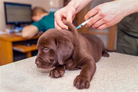 Dog Rabies Vaccine Information