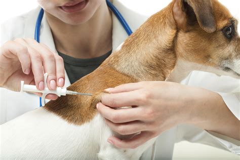 Dog Vaccines Every Appleton Dog Owner Should Be Getting Dog Vaccines Every Appleton Dog Owner Should Be Getting