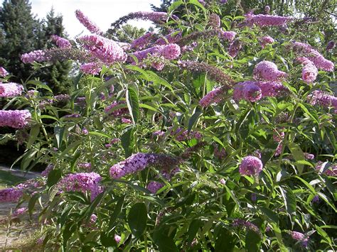 Download The Beauty Of The Butterfly Bush Wallpaper Wallpapers Com Download The Beauty Of The Butterfly Bush Wallpaper Wallpapers Com