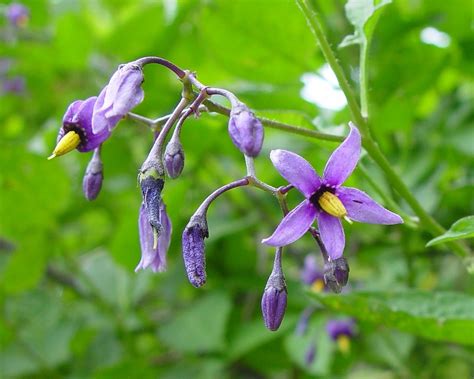 5 Dulcamara Solanum Uses