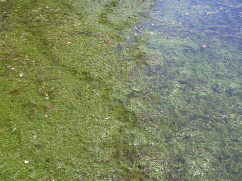 Eddmaps Record Id 4780417 Hydrilla Hydrilla Verticillata Eddmaps Eddmaps Record Id 4780417 Hydrilla Hydrilla Verticillata Eddmaps
