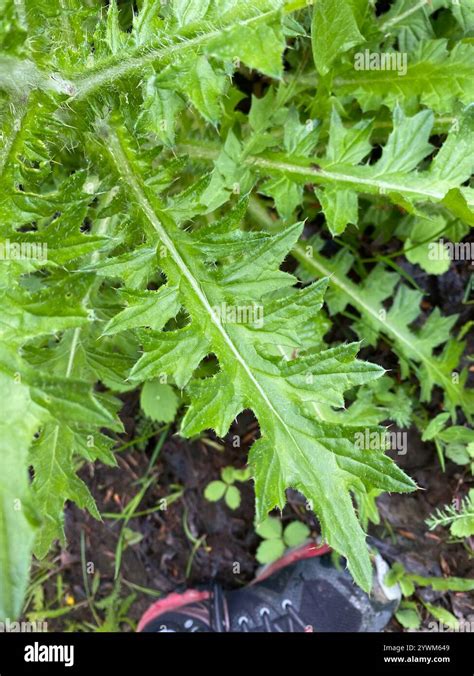 Edible Thistle Cirsium Edule Stock Photo Alamy Edible Thistle Cirsium Edule Stock Photo Alamy