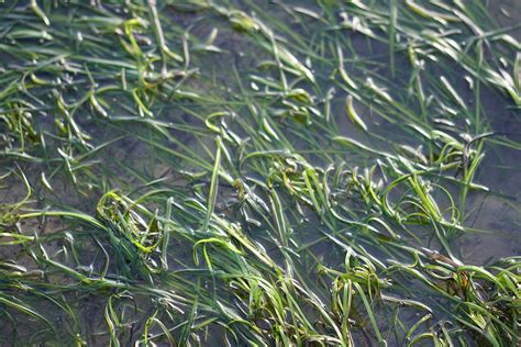 Eelgrass Needing Water Eelgrass Needing Water