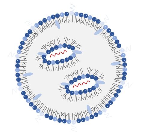 Efficient Mrna Delivery By Branched Lipids Hokkaido University Efficient Mrna Delivery By Branched Lipids Hokkaido University