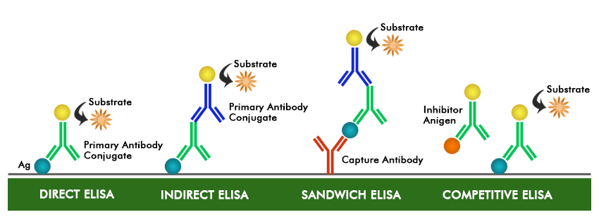 Elisa Pascale Biography
