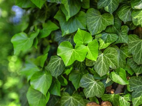 English Ivy Plants Growing Information And English Ivy Care English Ivy Plants Growing Information And English Ivy Care