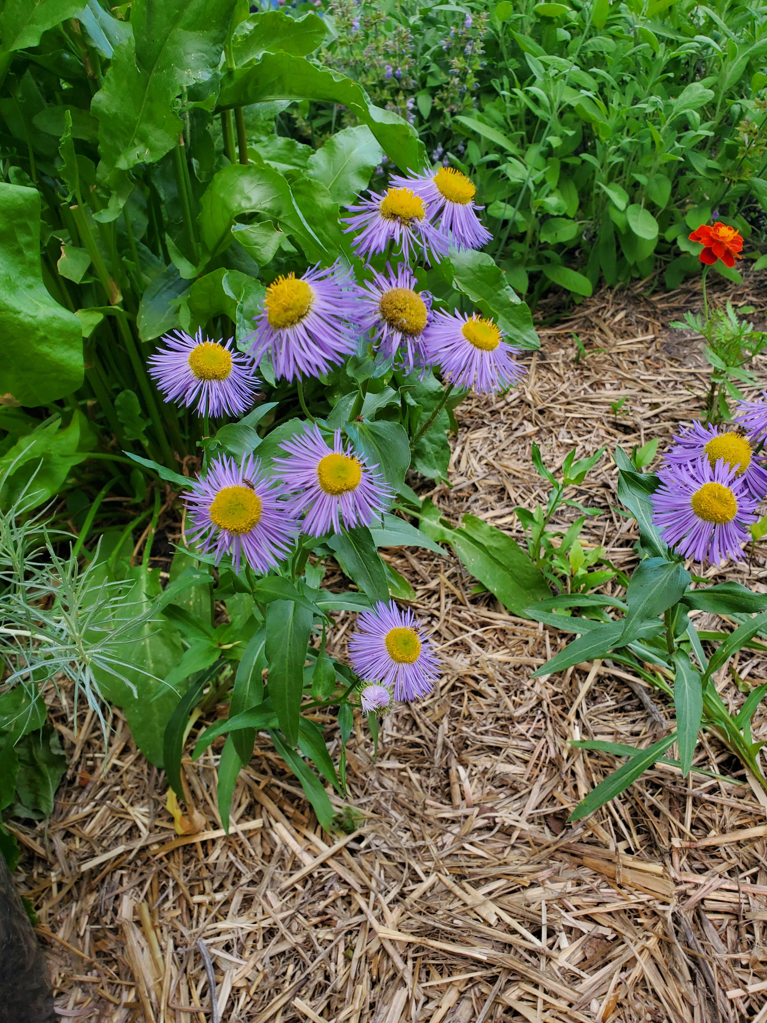 Erigeron Speciosus Showy Daisy Showy Fleabane Splendid Fleabane