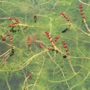 Eurasion Water Milfoil Aquatic Solutions Eurasion Water Milfoil Aquatic Solutions