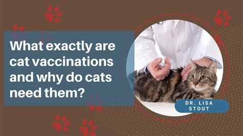 Everything You Need To Know About Cat Vaccinations From Cloverleaf Animal Hospital Everything You Need To Know About Cat Vaccinations From Cloverleaf Animal Hospital