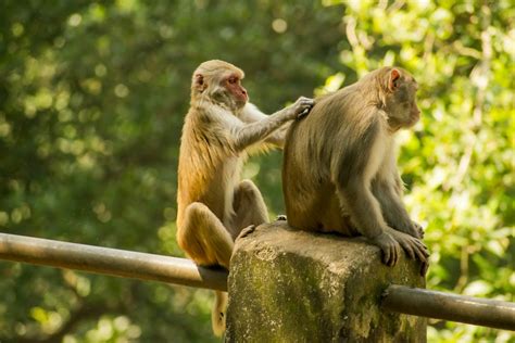 5 Exotic Monkey Dating Tips