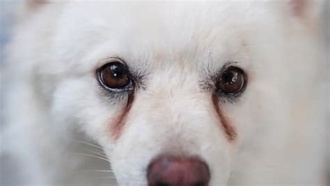 Eye Health And Tear Stains In Dogs A Natural Treatment Approach