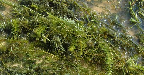 Fact Sheet Hydrilla In Cayuga Lake Fact Sheet Hydrilla In Cayuga Lake
