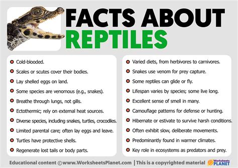 Facts About Reptiles Facts About Reptiles