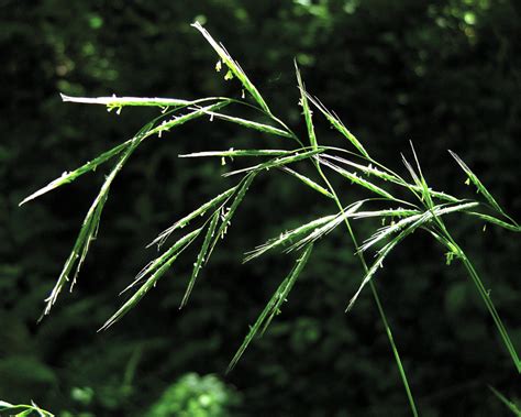5 Ways To Control False Brome