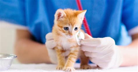 Feline Leukemia Virus Causes Symptoms And Care Pumpkin Feline Leukemia Virus Causes Symptoms And Care Pumpkin