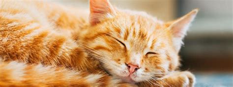 Feline Leukemia Virus Felv What Every Cat Owner Should Know Feline Leukemia Virus Felv What Every Cat Owner Should Know