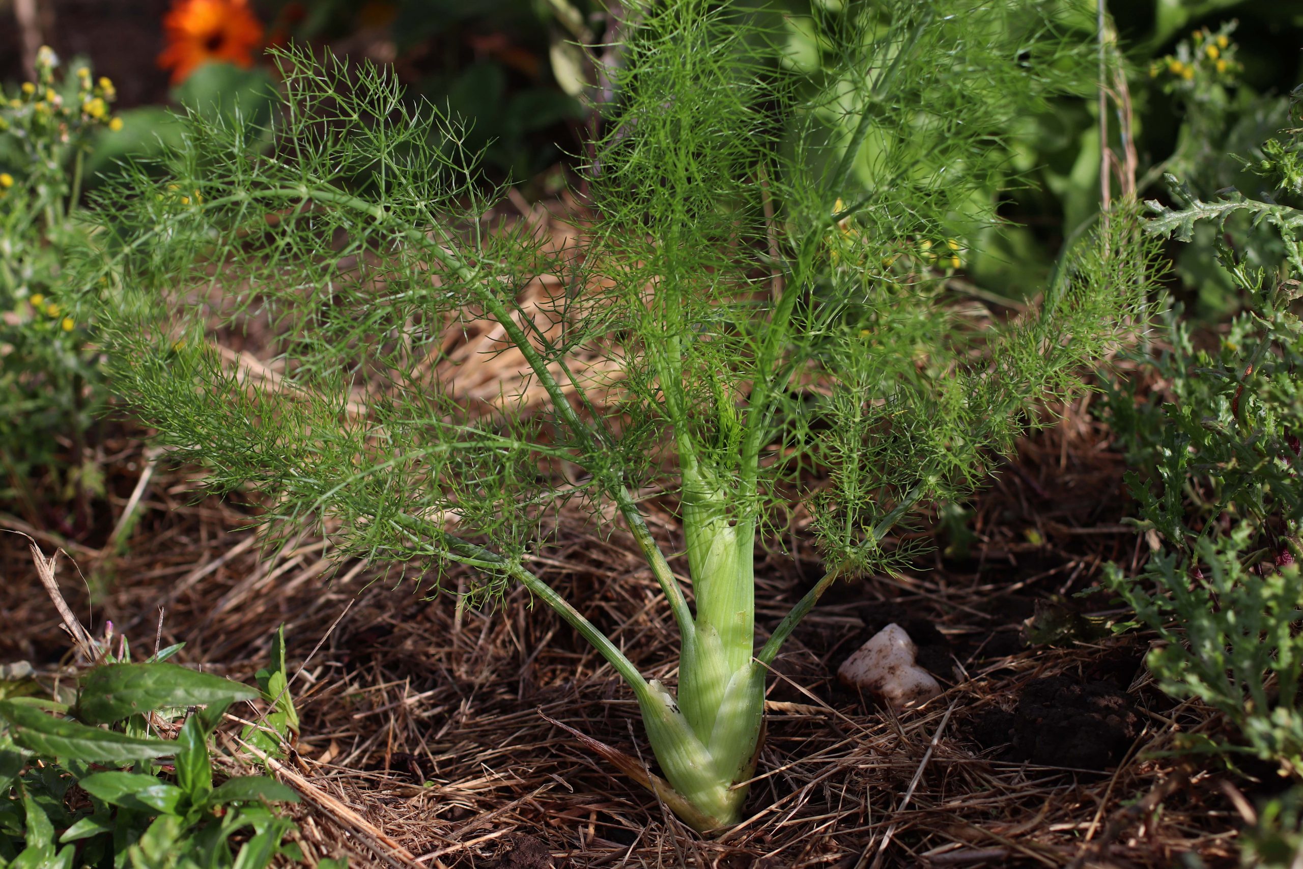 Fennel Weed Benefits