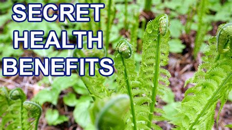 Fern Health Image