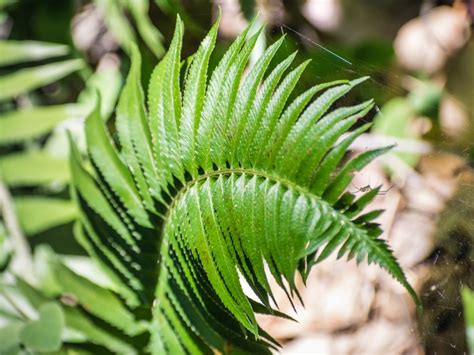 5 Fern Sword Tips