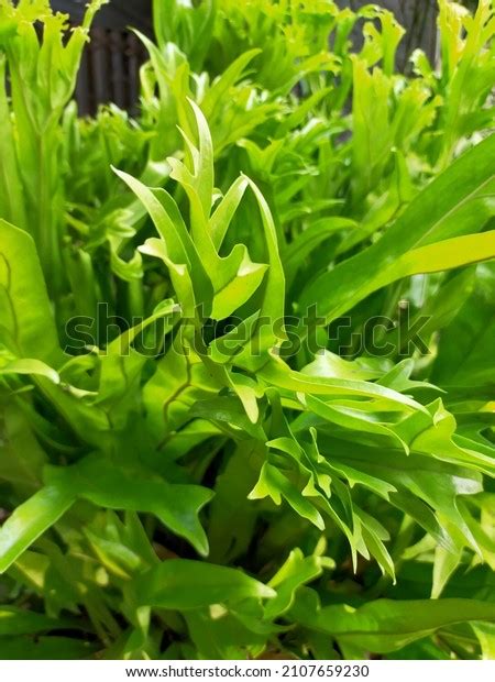 Ferns Thrive Yard Nature Background Stock Photo 2107659230 Shutterstock Ferns Thrive Yard Nature Background Stock Photo 2107659230 Shutterstock