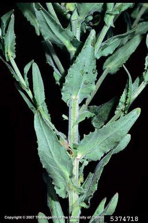Field Pepperweed Cornell Weed Identification