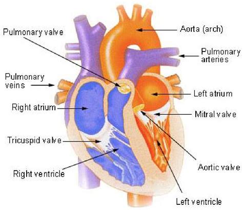 Figure 1 2 From Coupling Of Monodomain And Eikonal Models For Cardiac Figure 1 2 From Coupling Of Monodomain And Eikonal Models For Cardiac