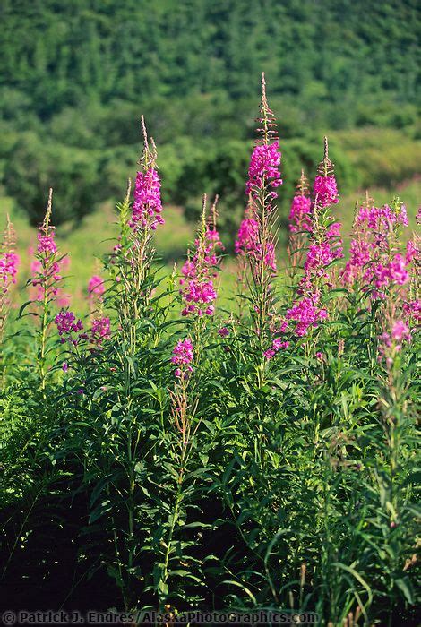 Fireweed Blossoms Blooming Beauty