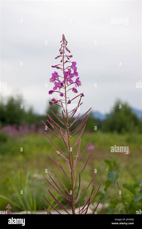 Fireweed In Bloom Alaska Stock Photo Alamy Fireweed In Bloom Alaska Stock Photo Alamy
