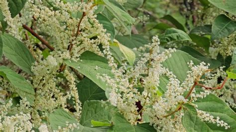 Flowering Knotweed Facts