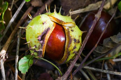 Foraging How To Identify Horse Chestnuts Conkers And Sweet Chestnuts Foraging How To Identify Horse Chestnuts Conkers And Sweet Chestnuts