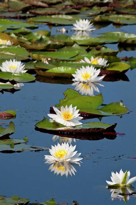 Fragrant Water Lily Nymphaea Odorata On Photograph By Danita Delimont Fragrant Water Lily Nymphaea Odorata On Photograph By Danita Delimont