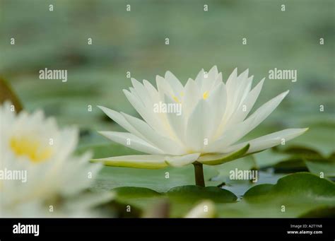 Fragrant Water Lily Nymphaea Odorata Stock Photo Alamy Fragrant Water Lily Nymphaea Odorata Stock Photo Alamy