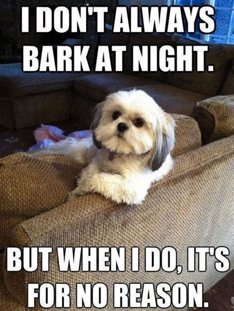 Funny Dog Memes