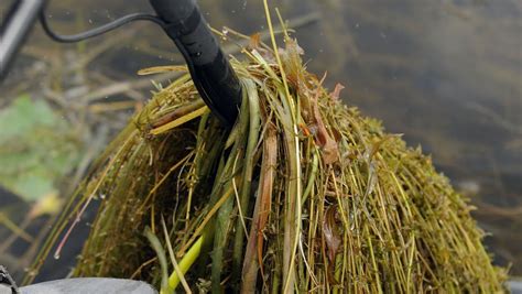 Fwc Hydrilla Spraying Begins On Lake Toho Fwc Hydrilla Spraying Begins On Lake Toho
